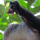 Image: Felix Angwella / Gombe Hybrid Monkey Project